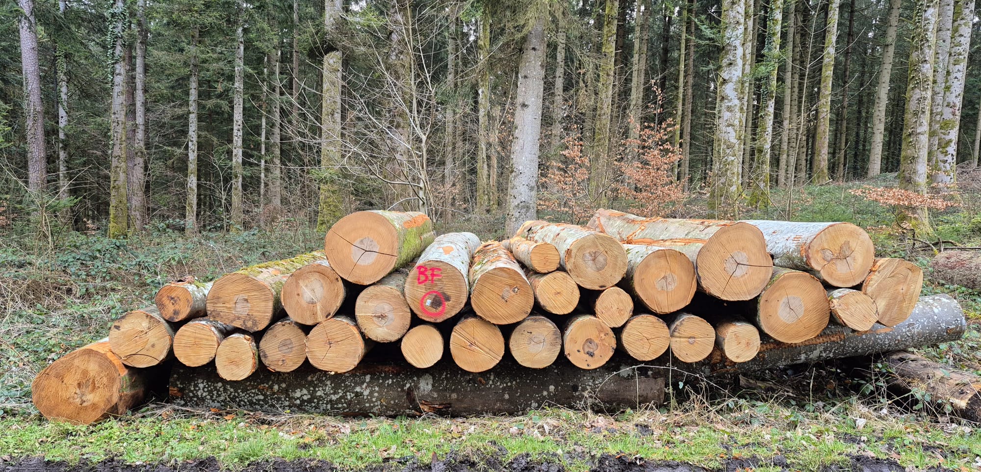 Bois de feu (1)